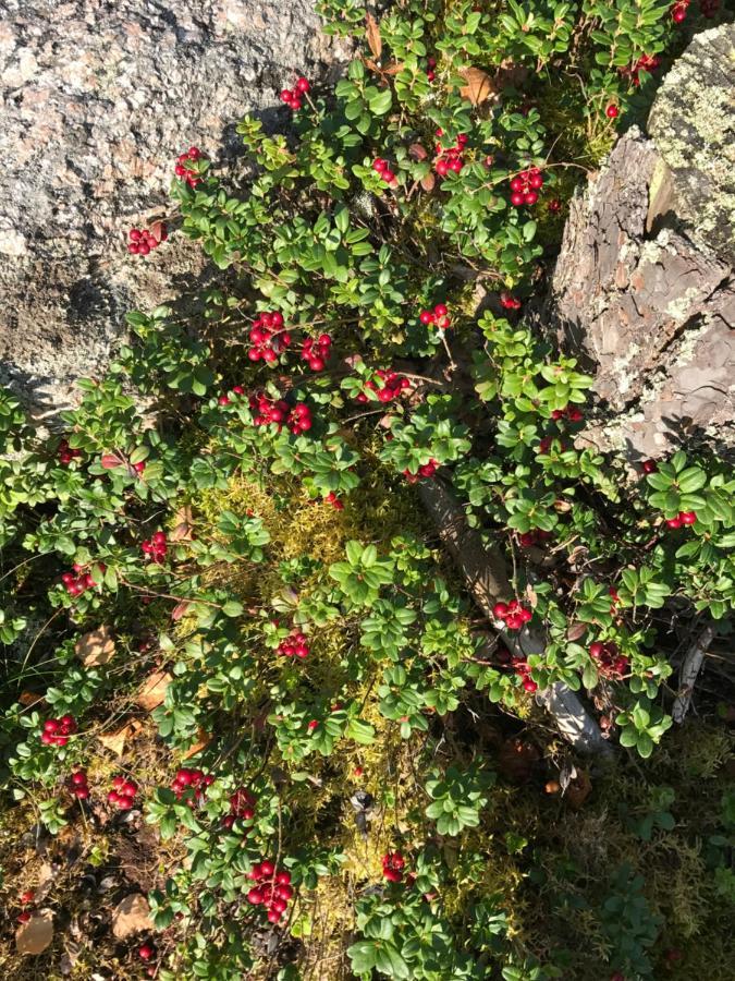 Вилла Suvituuli | Paajoen Vuokramoekit Himos Экстерьер фото